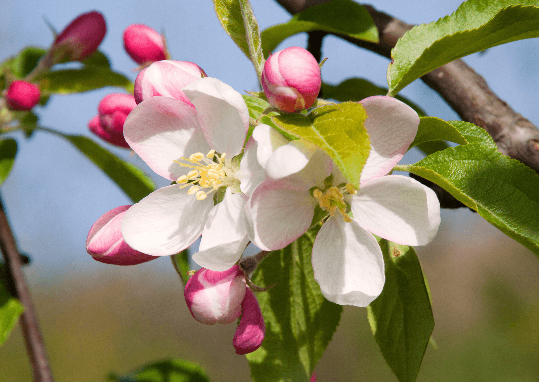 Oliver Eyth - Über mich - Auf dem Foto sind Apfelblüten und -knospen zu sehen.